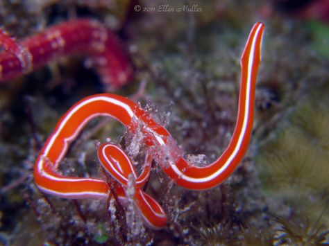 Ribbon Worms- (Phylum Nemertea) 900 species, almost all marine.  Common in shallow, temperate water.  They feed on other worms and crustaceans.  They are more complex than flatworms with a complete digestive and circulatory system.  They have a proboscis, which is a long, fleshy tube used to entangle prey. Sea Invertebrates, Ribbon Worm, Saltwater Aquariums, Kingdom Animalia, Crustaceans, Saltwater Aquarium, Ocean Creatures, Zoology, Weird Animals