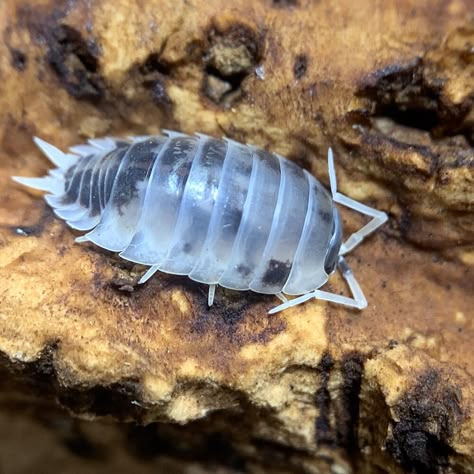 Dairy Cow #Isopods are back in stock! https://www.xyzreptiles.com/product/dairy-cow-isopods-for-sale-porcellio-laevis/ 30 count cup with overnight shipping. #XYZReptiles #insectsofinstagram #isopodsforsale #isopodpets #isopod #isopodmorph #bioactive #rolypoly #pillbug #micropet #bug #insect #arthropod #crustacean #rolliepollie #Isopoda #DairyCow Duck Isopod, Dairy Cow Isopods, Isopod Pfp, Isopod Species, Isopod Drawing, Cute Isopod, Isopod Tattoo, Isopod Art, Bathynomus Giganteus