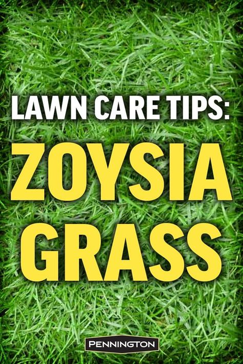 Zoysia Grass Lawn, Zoysia Grass Care, Zoysia Lawn, Zoysia Grass Seed, Yard Planning, Zoysia Sod, Alabama Homes, Best Grass Seed, Grass Types