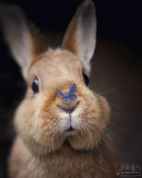 Cute Bunny Pictures, Rabbit Rabbit, Bunny Pictures, Bunny Art, Funny Bunnies, Bunny Rabbits, Cute Animal Photos, Sweet Animals, Animal Photo