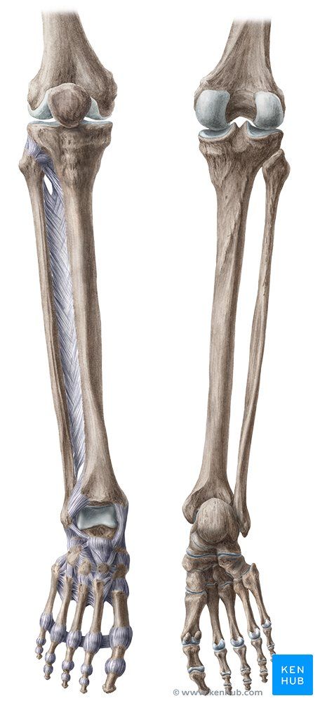 Tibia And Fibula Anatomy, Leg Bones Drawing, Leg Bone Anatomy, Tibia Anatomy, Leg Bones Anatomy, Bones Reference, Bones Diagram, Fibula Bone, Bone Reference