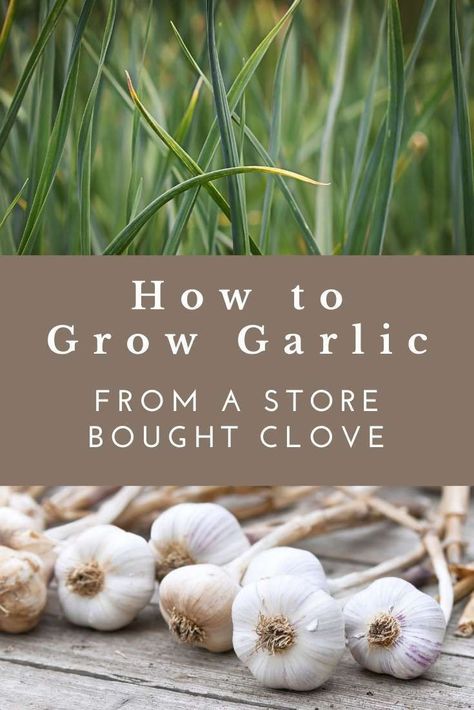 This is a complete guide for “How to Grow Garlic from a Clove,” from planting, to maintenance, to harvesting and storage. Plant this fall to get a bountiful harvest next summer in your own garden. #growinggarlic #gardening #fallgarden Growing Garlic From Cloves, Garlic Shoots, Drying Fresh Herbs, Hardneck Garlic, Grow Garlic, Harvesting Garlic, Planting Garlic, Growing Garlic, Raw Garlic