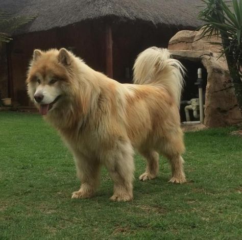 Giant Fluffy Dog Looks Just Like A Lion Giant Fluffy Dog, Animals Underwater, Herbivorous Animals, Fluffy Dog Breeds, Carnivorous Animals, Giant Animals, Rainforest Animals, Lion Dog, Like A Lion