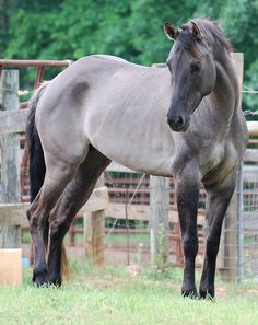 Untitled Grulla Horse, American Quarter Horse, Quarter Horses, Majestic Horse, Horses And Dogs, I Love Horses, All The Pretty Horses, Horse Crazy, Clydesdale