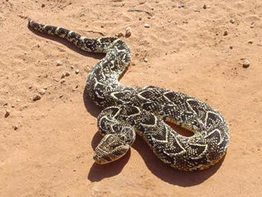 Puff Adde snake in the sand Puff Adder Snakes, Adder Snake, Puff Adder, Horned Viper Snake, Indian Cobra Snake, Rough Scaled Bush Viper, Venomous Snake, Cape Of Good Hope, Poisonous Snakes