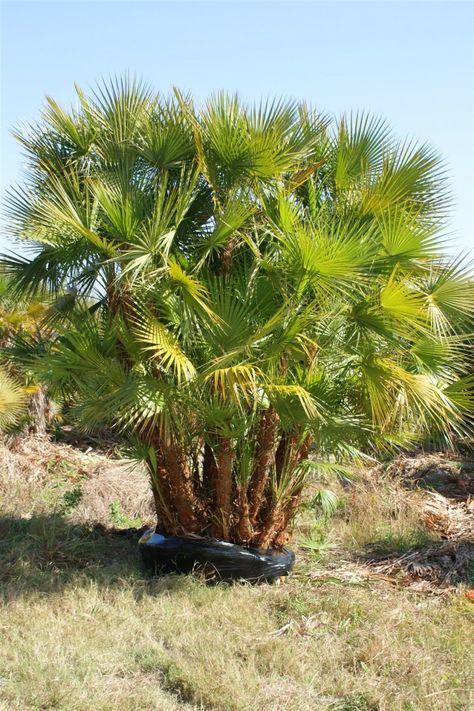 Paurotis “Everglades” Palm – Jacksonville's Tree Source Paurotis Palm, Landscaping Entrance, Monument Ideas, Palm Reader, Commercial Landscaping, Small Palms, Jacksonville Beach, Jacksonville Florida, Landscape Projects