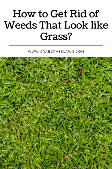 How to Get Rid of Weeds That Look like Grass? Foxtail Grass, Rye Grass, Tall Fescue, Grass Weeds, Lawn Turf, Blue Fescue, Perennial Grasses, Lawn And Landscape, How To Grow Taller