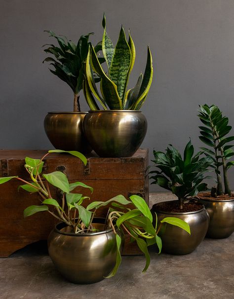 Brass Utensils Decor, Open Terrace Ideas, Brass Planters, Indoor Plants Styling, Vintage Brass Decor, Pottery Plant Pot, Indian Room Decor, Indoor Pots, India Home Decor