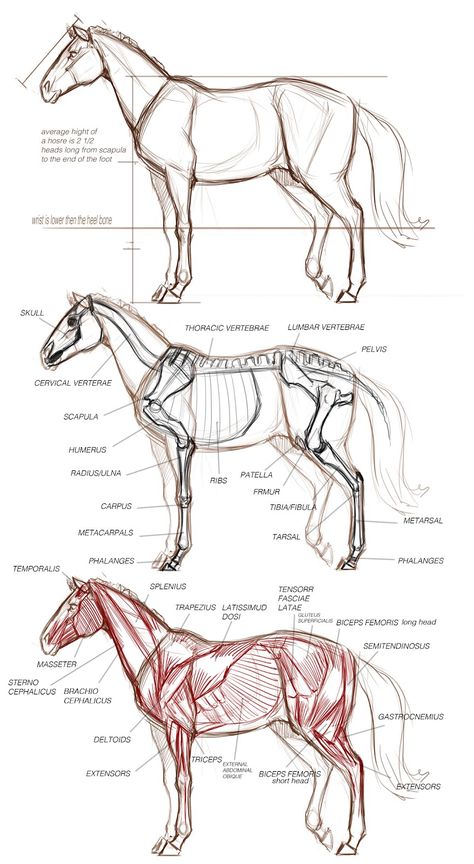 Horse Art Drawing, Painted Horses, Pencil Drawings Of Animals, Horse Anatomy, Horse Sketch, Horse Illustration, Animal Study, Anatomy For Artists, Horse Drawing