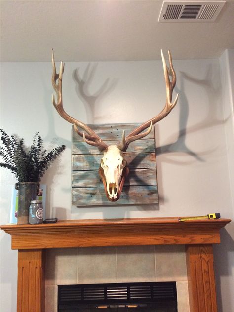 Elk Rack Mount, Elk Mounts Ideas, Elk Skull Mount, Elk European Mount Ideas, Elk Mount Living Room, Elk Ivory Ideas, Elk Mount Ideas, Deer Antler Decor Ideas, European Elk Mount