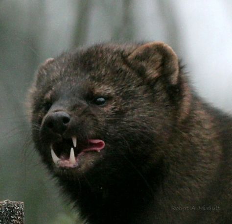 Fisher (Martes pennanti). Photo by Robert A. Mirault (at https://www.flickr.com/photos/natures_best_shots/5220781787/). Fisher Cat Pictures, Fisher Animal, Cat Teeth, Fisher Cat, Pine Marten, Teeth Pictures, Animal Tarot, Mountain Snow, Cat Oc