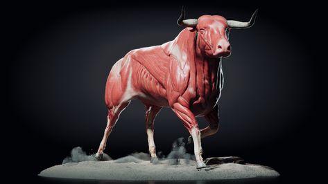 Bull Anatomy, Spanish Bull, European Bison, Bull Pictures, 3d Anatomy, Animal Anatomy, The Skeleton, The Whole, Muscles