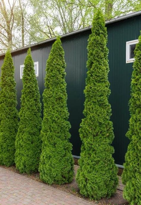 10 Tall Skinny Trees for Small Landscapes And Narrow Garden Spaces American Arborvitae, Growing Cucumbers From Seed, Front Garden Designs, Evergreen Trees For Privacy, Shrubs For Landscaping, Trees For Front Yard, Tall Shrubs, Arborvitae Tree, Narrow Garden