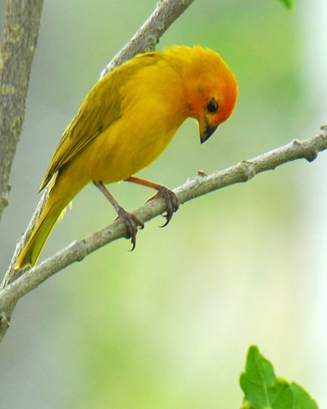 Saffron Finch (Sicalis flaveola). Taken in Circasia, Quindío, Colombia. Saffron Finch, Canary Birds, Finches Bird, Beautiful Bird, Colorful Bird, Pet Bird, Living Styles, Backyard Birds, Sea Birds