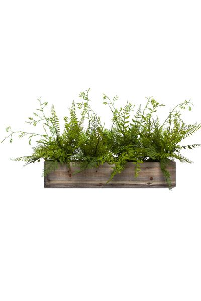 Mixed Fern in Long Wood Box Plants Architecture Photoshop, Bushes Png, Shrubs Top View, Long Wood Box, Fern Plant Aesthetic, Winter Overlays, Wood Fern, Tree Photoshop, Landscape Architecture Graphics