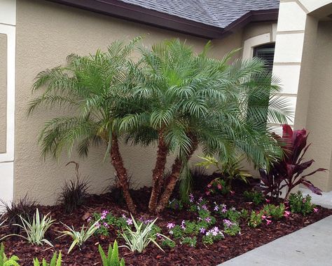 Robellini Palm, Short Palm Trees, Palm Trees Landscaping, Florida Landscaping, Florida Plants, Date Palm, Yard Landscape, Front Landscaping, Fast Growing Trees