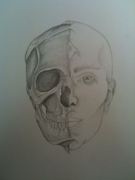 Half Face Sketch, Skull Photography, Human Face Drawing, Character Designing, Half Skull, Art Pics, Face Sketch, Half Face, Medical Illustration