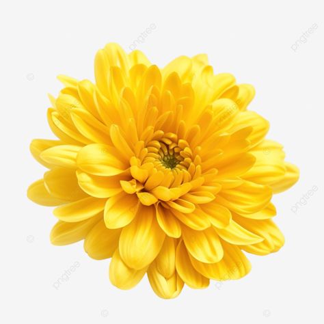 yellow chrysanthemum flower Bells Aesthetic, Flower Chrysanthemum, Flower Transparent, Yellow Chrysanthemum, Flower Yellow, Chrysanthemum Flower, Transparent Image, Yellow Flower, Birth Flowers