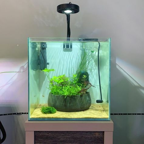 Ikebana Aquarium, Square Aquarium, Square Fish Tank, Aqua Scaping, Aquascape Ideas, Aquarium Set, Aquascape Design, Aquarium Ideas, Aquascape Aquarium