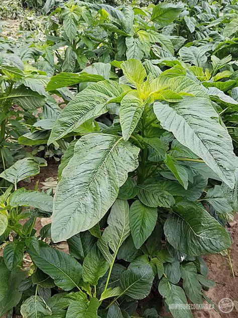 Jamaican Callaloo | Now You're Cooking Caribbean Foods, Flower Forest, Planting Tools, Small Tomatoes, Green Banana, Grocery Haul, Plant Seeds, Fruit Seeds, Tomato Seeds