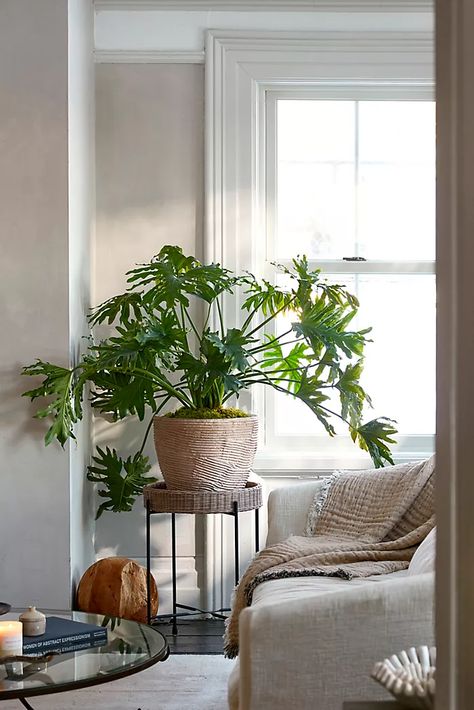 Foliage Plants + Succulents | Terrain Outdoor Curtain Ideas, Indoor Plants Decor Living Room, Philodendron Selloum, Small Porch, Philodendron Plant, Living Room Plants, Patio Curtains, Potted Houseplants, Plant Decor Indoor