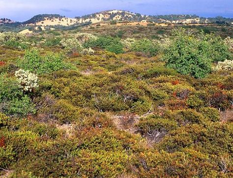 Description of the Chaparral Biome, along with links to many other biomes including coastal ocean, estuaries, intertidal zone, deserts, etc. The Perfect Climate Out of the Mediterranean This unique climate type can only be found in five regions of the world. Together, these five regions only represent 2 percent of the land surface on Earth, but they contain nearly 20 percent of the world’s plant diversity! Scientists call it the Mediterranean climate type, but people … Chaparral Biome, Biomes Project, Plant Adaptations, Mediterranean Climate, Fantasy World Map, Mediterranean Plants, Biome, Animal Projects, Different Plants