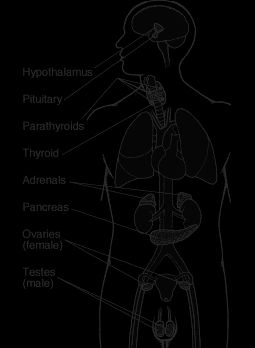 endocrine system The Endocrine System, Addisons Disease, Endocrine Disorders, Human Body Anatomy, Nursing School Tips, Autonomic Nervous System, Human Anatomy And Physiology, Medical Coding, Nursing Study