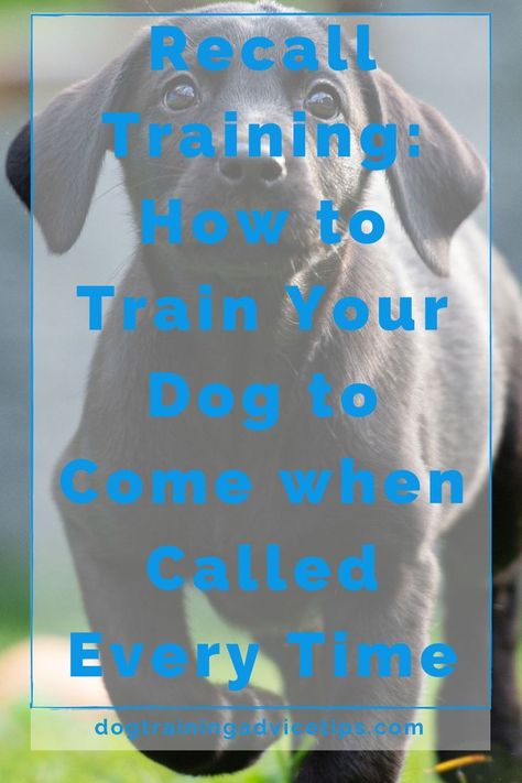 The most essential thing you should do to your dog is dog recall training. Here is how to train your dog to come when called every time. #dogtrainingadvicetips #dogbehavior #dogtraining #dogobedience #dogtrainingtips #dogtips #dogrecall #dogs Dog Recall Training, Dog Recall, Training Ideas, Dog Behavior Problems, Basic Dog Training, House Training Dogs, Dog Training Advice, Dog Brain, Dog Training Techniques