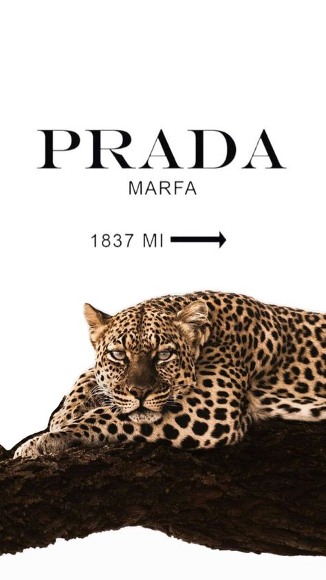 Pink Leopard Poster, Leppard Wallpaper Iphone, Leopard Lockscreen, Prada Picture, Prada Wallpaper, Prada Poster, فيكتوريا س�يكريت, Cheetah Wallpaper, Cheetah Style