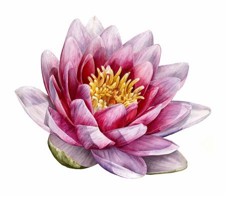 Portfolio: Selected Botanical Paintings by Jarnie Godwin Waterlily Flower, Clematis Flower, Flower Watercolor, Botanical Painting, Botanical Watercolor, Red Tulips, Happy Paintings, Realistic Art, Watercolour Tutorials