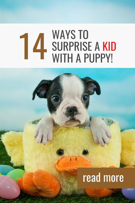 Surprise Puppy Ideas Kids, Puppy In A Box Gift, How To Gift A Puppy For Christmas, Dog For Christmas Surprise, Gifting A Puppy Ideas, Puppy Present Surprise, Surprise Puppy Reveal Kids, Dog Surprise Gift Ideas, Christmas Puppy Surprise