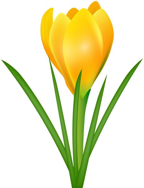 Yellow Crocus, Crocus Flower, Craft Images, Beadwork Embroidery, Krishna Painting, Free Clipart, Bird Drawings, Single Flower, Png Transparent