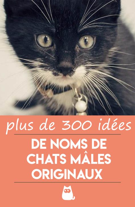 Vous venez d'adopter un chaton mignon ? Ou vous allez adopter un magnifique chat adulte ? Pourquoi ne pas jeter un coup d’œil à notre sélection de plus de 300 idées, organisées par lettre, de noms de chats mâles originaux ? #Chats #ChatsEtChatons #NomDeChat #NomDeChatonMale #NomDeChatRigolo #NomDeChatOriginal #NomDeChatMarrant #BeauNomDeChat #NomDeChatStylé #NomDeChatEnP #NomChat #NomChatEnP #NomChatEnQ #NomChatEnO Names Cat, Cat Ideas Name, Name For Cats List, Cute Cat Names Indian, Cat Breeds List, Niche Chat, Chat Room, Check It Out, Cat Breeds