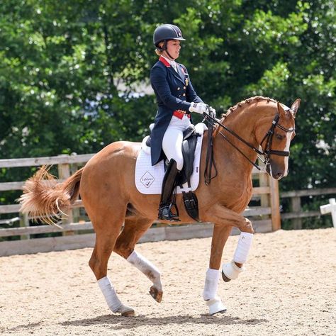 1,532 Likes, 14 Comments - Piaffe (@piaffesport) on Instagram: “And this horse, Pumpkin, getting a massive 85% in the Grand Prix for Charlotte. Literally no words…” Horse Pumpkin, Charlotte Dujardin, Competition Outfit, Horse Inspiration, Horse Dressage, Dream Barn, Run Through, Dressage Horses, Horse Drawing