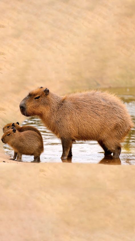 Capybara Side View, Cappy Berra, Capybara Pet, Animals Tattoo, Tattoo Nature, Your Adorable, Animal Nails, Miniature Animals, Pet Care Tips