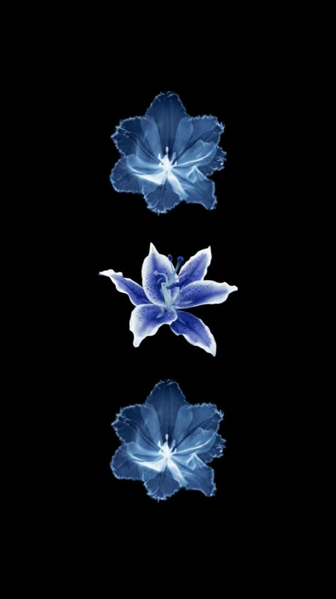 Blue Lilies, Lily Wallpaper, Dark Blue Flowers, Blue Flower Wallpaper, Lilly Flower, Future Wallpaper, Cute Summer Wallpapers, Blue Hibiscus, Navy Blue Flowers