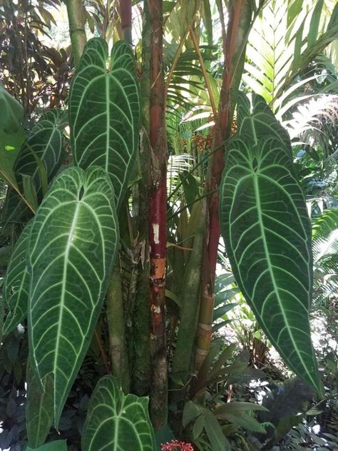 Are there any Aroid peeps here anymore? - TROPICAL LOOKING PLANTS - Other Than Palms - PalmTalk Queen Anthurium, Anthurium Warocqueanum, Anthurium Plant, Plant Goals, Philodendron Plant, Unusual Plants, Pretty Plants, Garden Trees, Plant Collection