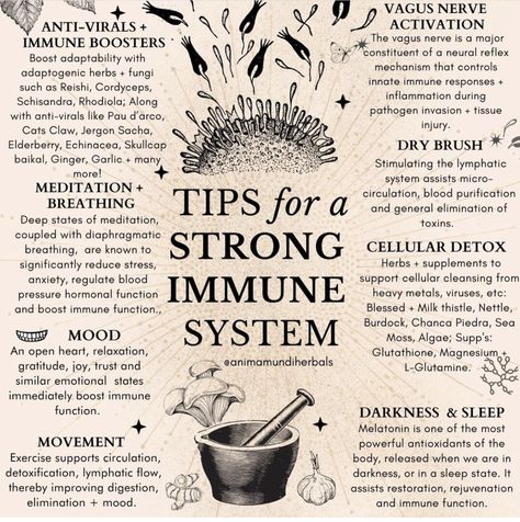 Strong Immune System, Medicinal Herbs Garden, Medical Herbs, Adaptogenic Herbs, Natural Healing Remedies, Stronger Immune System, Vagus Nerve, Herbal Healing, Herbal Magic