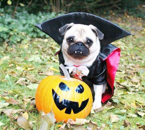 Pug Halloween Costumes, Funny Dog Names, Halloween Pug, Pugs In Costume, Black Pug Puppies, Puppy Costume, Dog Red, Pet Halloween Costumes, A Pug