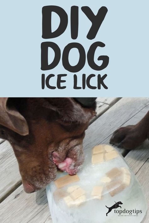 If the summer heat has got your dog down, making him a DIY dog ice lick could help him cool off. They are simple to make and 100% free! First Aid Information, Dogs Diy Projects, Dog Diy, Slow Feeder, Dog Furniture, Diy Dog, Iced Drinks, Diy Dog Stuff, Summer Heat