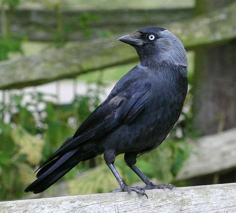 Jackdaw - Corvus monedula Crow Reference, Bird Identification, British Birds, Jackdaw, Garden Birds, Black Garden, Black Crow, Bird Watcher, Crows