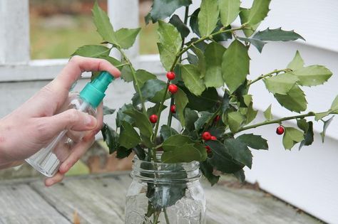 Broadleafed evergreens, such as magnolia and holly, make an attractive addition to dried flower arrangements. Typical drying methods often don't work with evergreen varieties as the stems tend to rot and the leaves become dry and brittle. Glycerin, available at craft stores and from florists, preserves the texture and appearance of most evergreens... Preserving Leaves With Glycerin, Preserving Greenery With Glycerin, Drying Plants, How To Keep Poinsettias Alive, How To Trim Poinsettia Plant, Preserving Leaves, How To Keep A Poinsettia Alive All Year, Craft Notebook, Eco Therapy