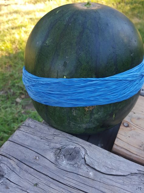 Try the Watermelon Rubber Band Challenge. All u have to do is get a medium to large Watermelon ; then see how many Rubber band u can rap around it till it EXLPODES! U Can, Rubber Band, Rubber Bands, How Many, Watermelon, Rap, Fruit, Canning, Band