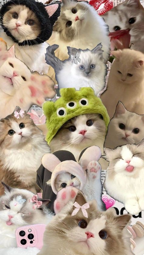 Good Animated Movies, Cute Images For Wallpaper, Iphone Wallpaper Cat, Cute Desktop Wallpaper, Cute Little Kittens, Anime Canvas Art, Cute Pastel Wallpaper, Cute Cat Wallpaper, Cute Cats Photos