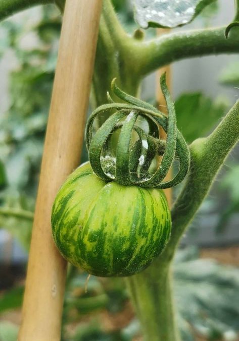 Green Zebra Tomato on the Vine Tomato On The Vine, Wine Barrel Garden, Green Zebra Tomato, Watering Tomatoes, Zebra Plant, Garden Obelisk, Growing Greens, Garden Plots, Green Zebra