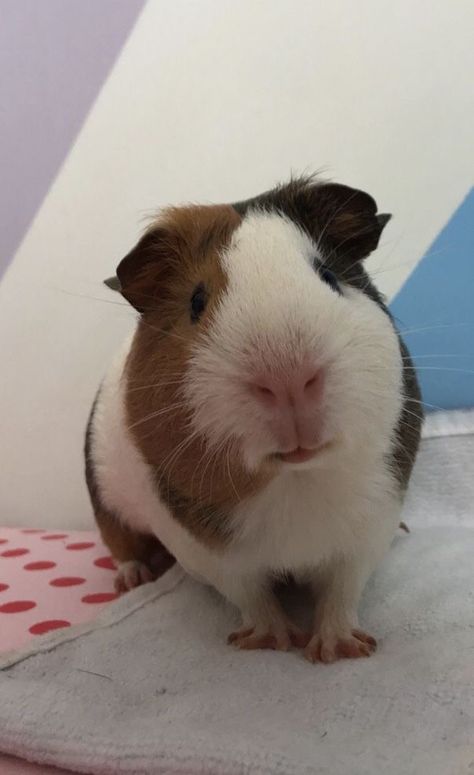 Pig Pics, Guinea Pigs Funny, Funny Ferrets, Baby Guinea Pigs, Pig Pictures, Pet Guinea Pigs, Cute Guinea Pigs, Guinea Pig Cage, Cute Piggies