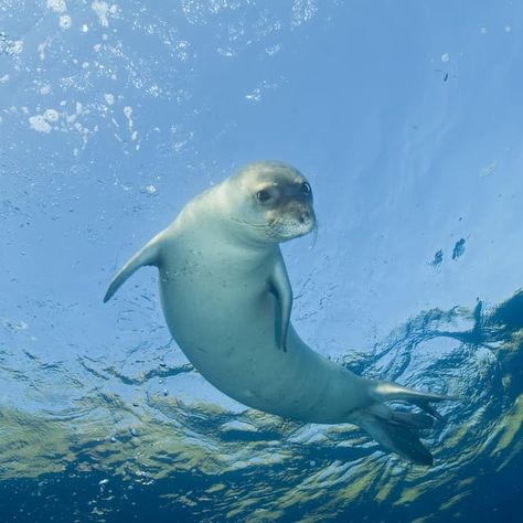 #7 Mediterranean monk seal Golden Lion Tamarin, Elephant Shrew, Monk Seal, Sand Cat, Amazon Forest, Marine Mammals, Sea Lion, Endangered Species, A Sea