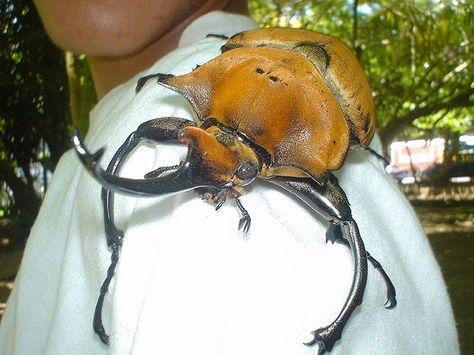 Limón Province Costa Rica | Recent Photos The Commons Getty Collection Galleries World Map App ... Rhinoceros Beetle, Interesting Insects, Rhino Beetle, Hercules Beetle, Novel Inspiration, Cool Insects, Beetle Juice, Cool Bugs, A Bug's Life