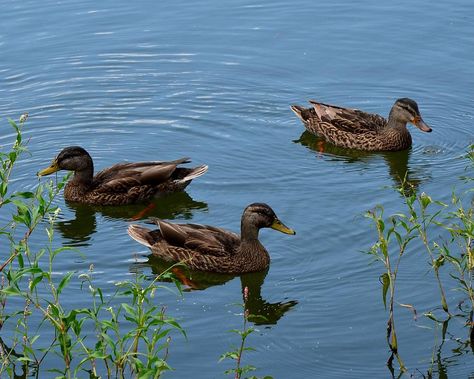 Ducks At A Pond, Duck Pond Tattoo, Duck In A Pond, Duck In Pond, Ducks In Water, Pond With Ducks, Ducks In Pond, Ducks In A Pond, Pond Photography