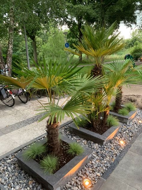 Landscaping Edges Ideas, Tree Surround Ideas, End Of Driveway Landscaping, Modern Rock Garden, Yard Structures, Club Fitness, Desert Trees, Front Lawn Landscaping, Palm Trees Landscaping